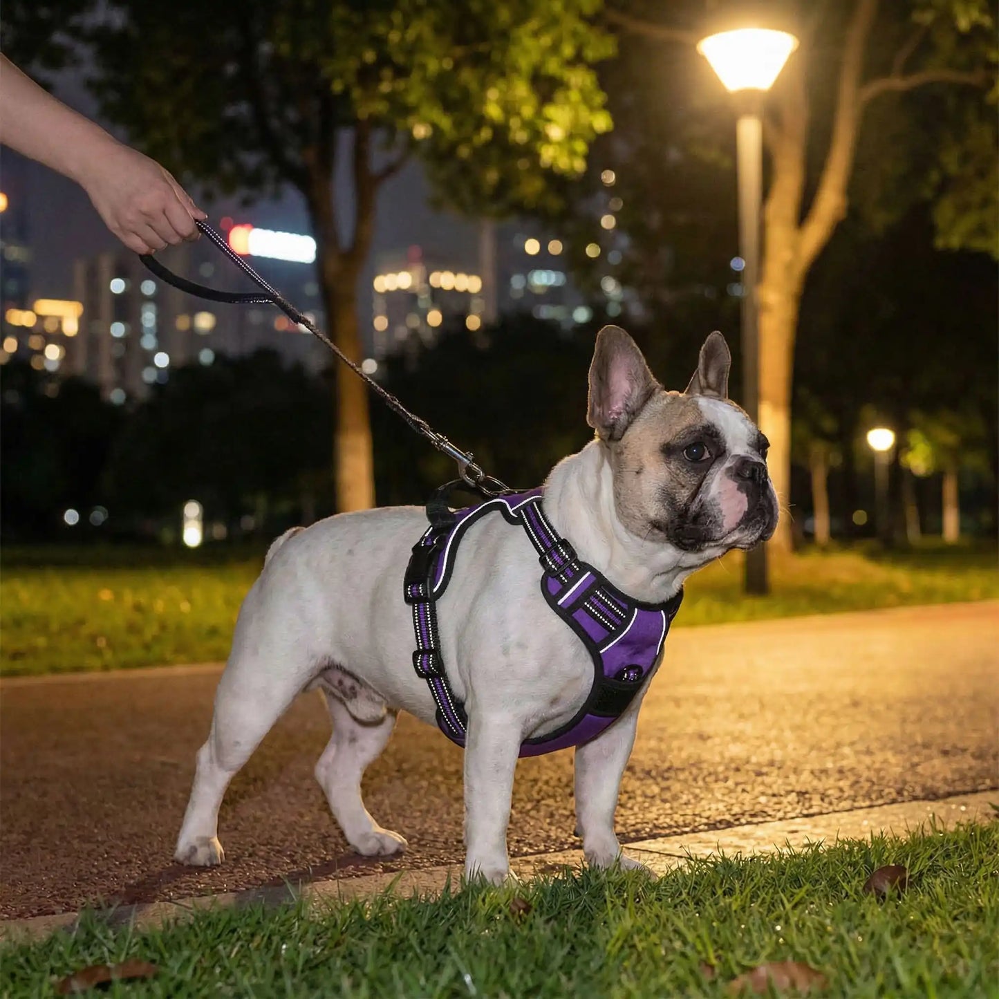 Bouledogue harnais pour chien mauve réfléchissant