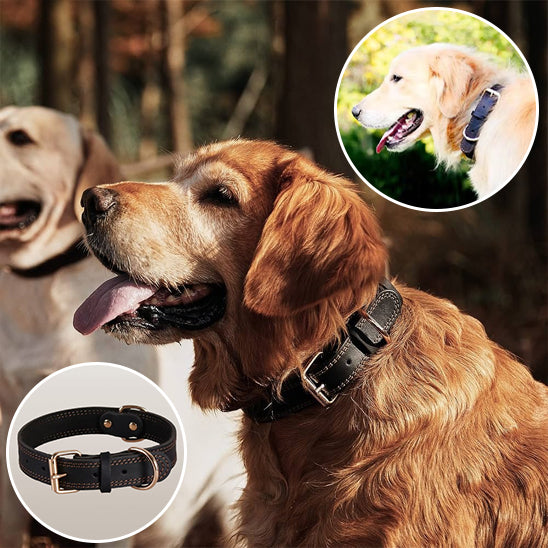 Collier chien | Cuir Résistant