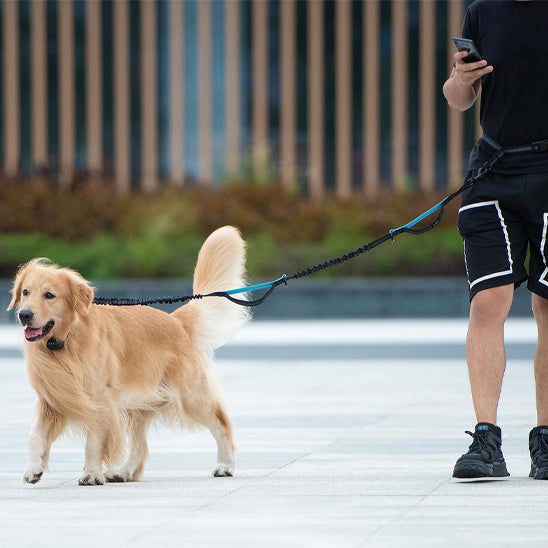 Laisse canicross turquoise Golden Retriever