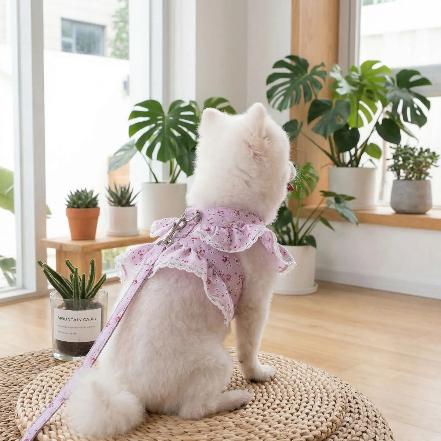 Harnais petit chien robe lilas de dos