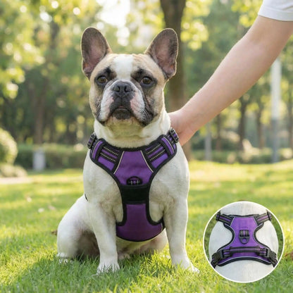Bouledogue assis harnais pour chien mauve