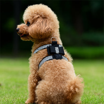 Caniche harnais chiot boucle noir