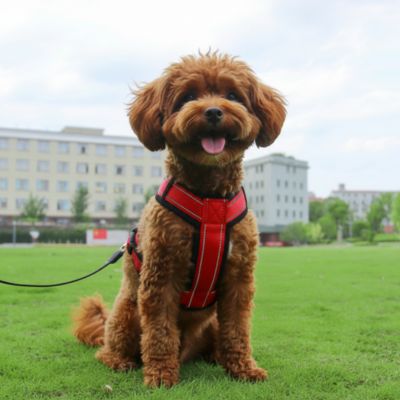 Harnais pour petit Chien | Confort Sécurisé