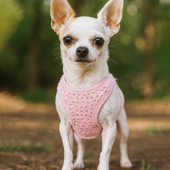 Harnais petit chien | Confort élégant