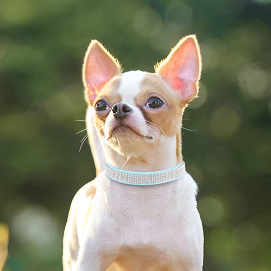 Collier chien bleu ple brillant Chihuahua
