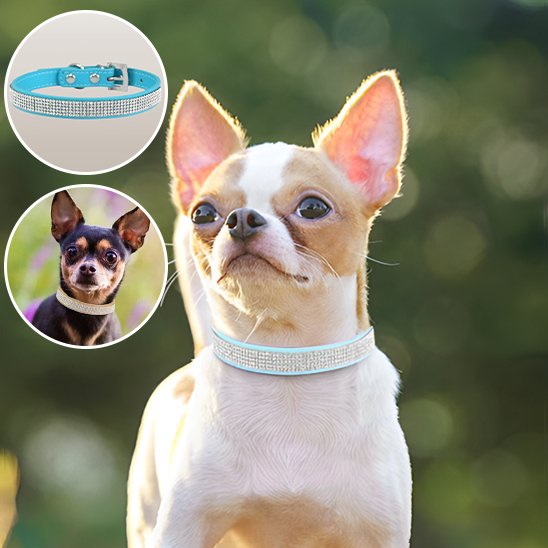 Collier chien bleu pâle brillant
