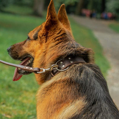 Collier chien | Cuir Résistant