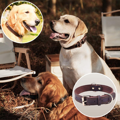 Collier chien | Cuir Résistant