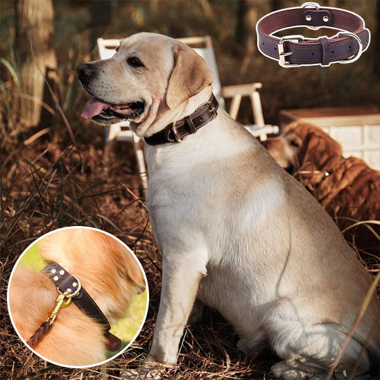 Collier chien | Cuir Résistant