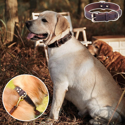 Collier chien | Cuir Résistant
