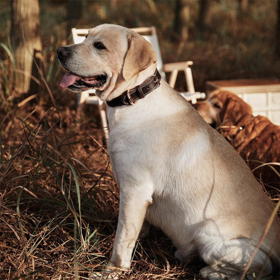 Collier chien | Cuir Résistant