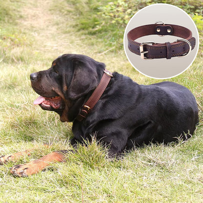 Collier chien | Cuir Résistant
