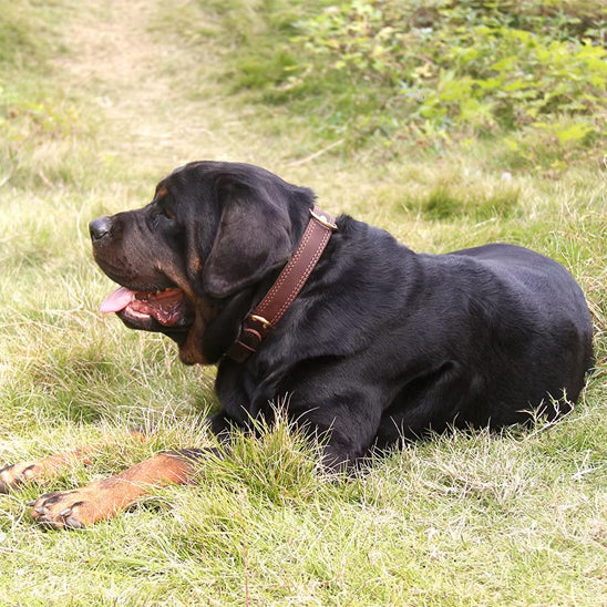 Collier chien | Cuir Résistant