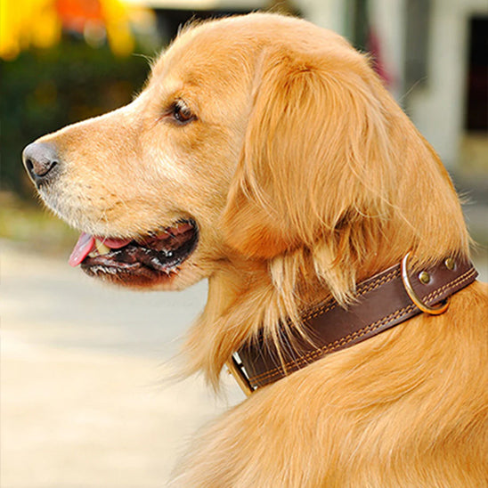 Collier chien | Cuir Résistant