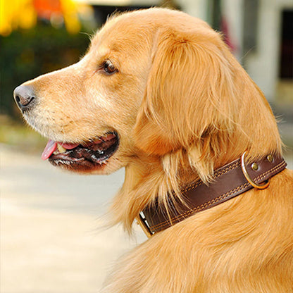Collier chien | Cuir Résistant
