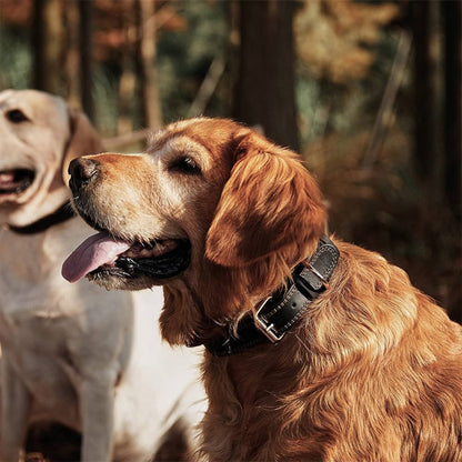 Collier chien | Cuir Résistant