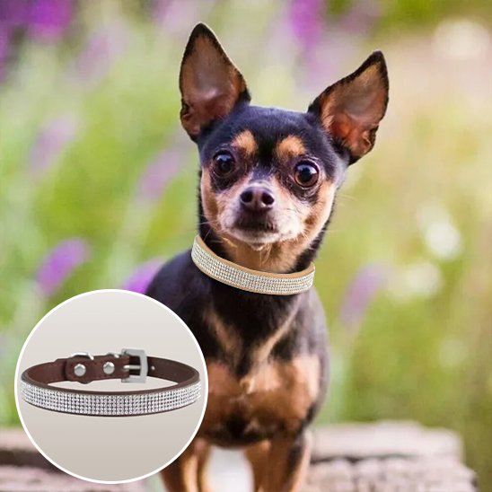 Collier chien marron brillant