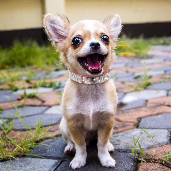 Collier chien rose foncé brillant