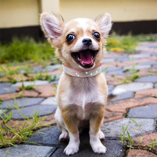 Collier chien rose foncé brillant