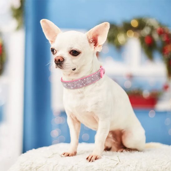 Collier chien rose pâle brillant Chihuahua