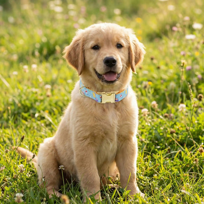collier chiot bleu pâle