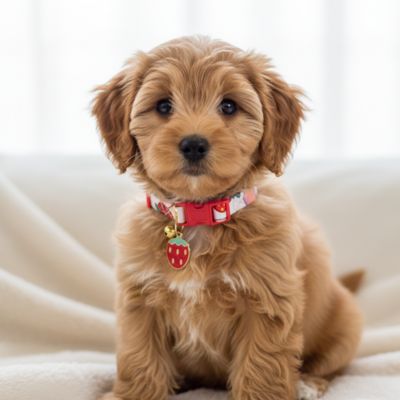 Collier chiot fraise rouge