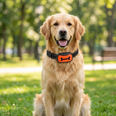 Collier de dressage pour chien orange