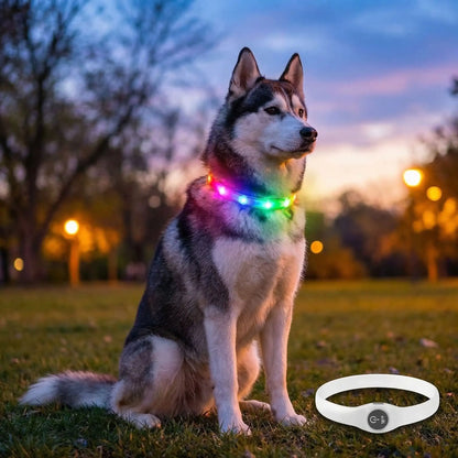 collier lumineux chien multicolore