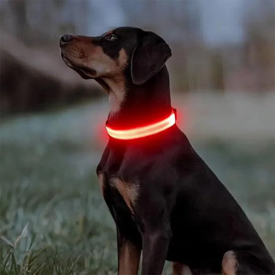 Collier lumineux pour chien rouge 1