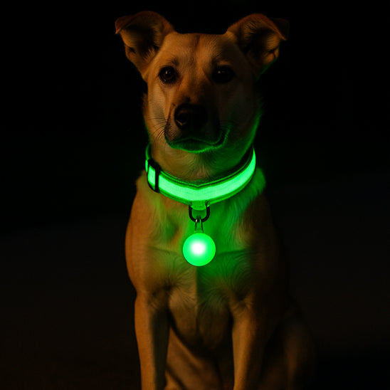 Collier lumineux pour chien vert-1