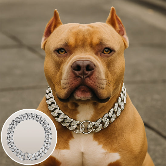 Collier pour chien argent détails Pittbull