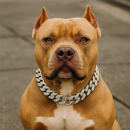 Collier pour chien argent