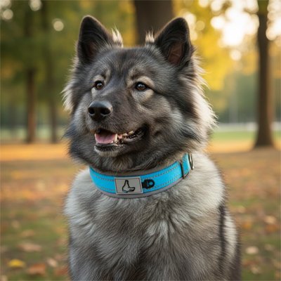 Collier pour chien bleu clair