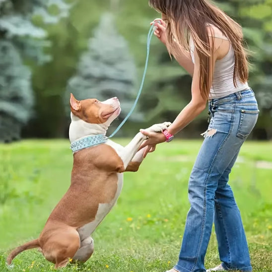 Collier pour chien bleu pâle clouté Pitbull
