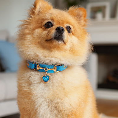 Collier pour chien bleu saphir 1