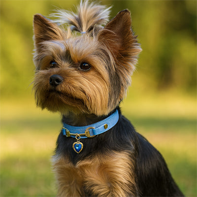 Collier pour chien bleu Yorkshire 1