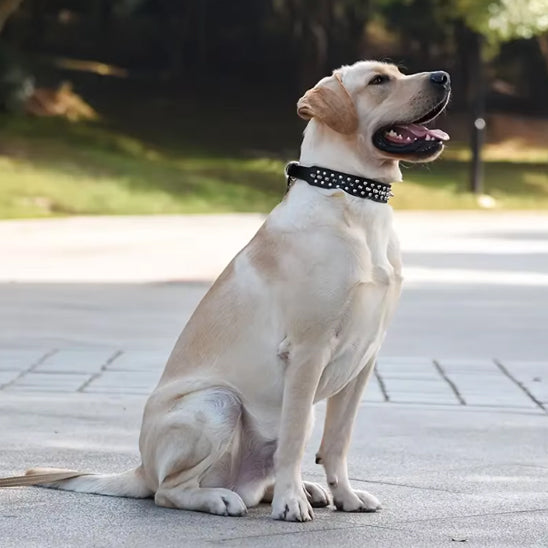 Collier pour chien noir clouté Labrador assis