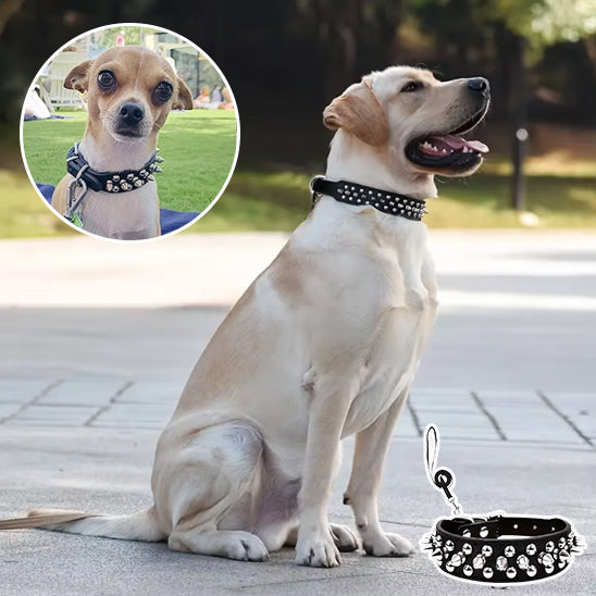 Collier pour chien noir clouté Labrador détails