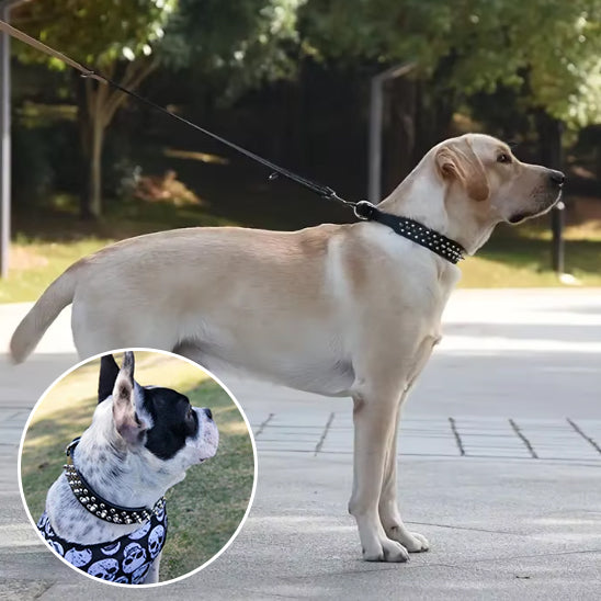 Collier pour chien noir clouté Labrador