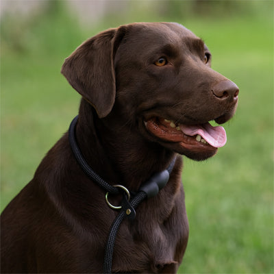 Collier pour chien noir labrador2