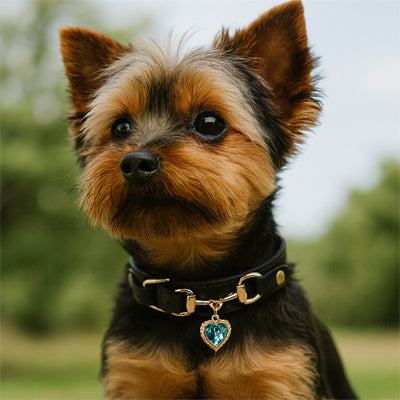 Collier pour chien noir saphir 1