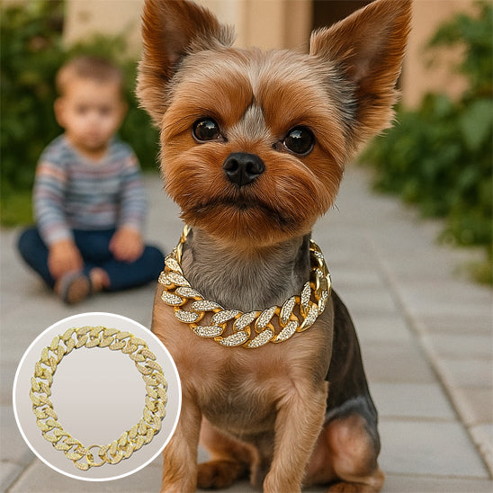 Collier pour chien or détails Yorkshire