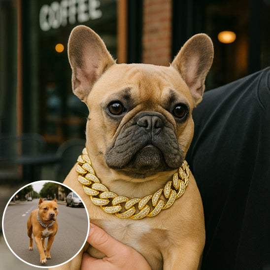 Collier pour chien or et argent Bouledogue Pittbull