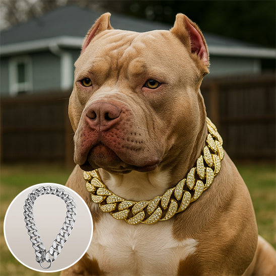 Collier pour chien or et argent Pittbull