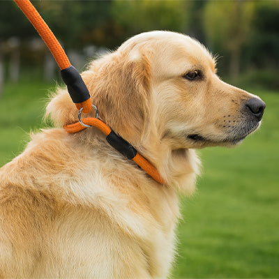 Collier pour chien orange Golden Retriever2