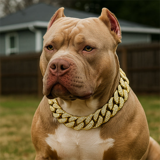 Collier pour chien Pittbull
