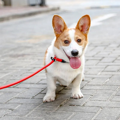 Collier pour chien rouge Corgi2