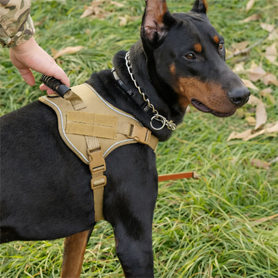 Harnais chien | Tactik dog