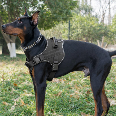 Harnais chien | Tactik dog