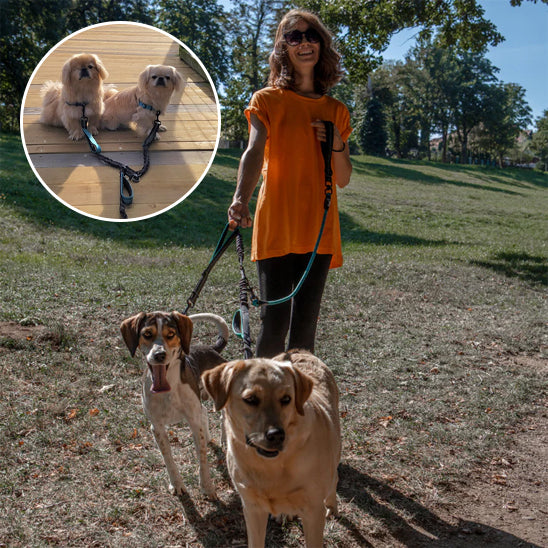 Double laisse pour chien bleu détails